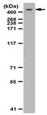 Anti-Dynein Antibody, HC, cytosolic from rabbit, purified by affinity chromatography