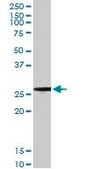 Monoclonal Anti-BCAP31 antibody produced in mouse clone 3C5, purified immunoglobulin, buffered aqueous solution