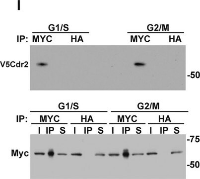 Anti-HA antibody produced in rabbit affinity isolated antibody, buffered aqueous solution