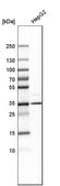 Anti-AMT antibody produced in rabbit Prestige Antibodies&#174; Powered by Atlas Antibodies, affinity isolated antibody, buffered aqueous glycerol solution