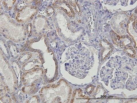 Monoclonal Anti-TNFRSF14 antibody produced in mouse clone 2G6-2C7, purified immunoglobulin, buffered aqueous solution