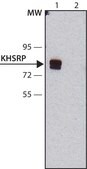 Monoclonal Anti-KHSRP antibody produced in mouse clone KS-8, purified immunoglobulin