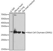 Anti-Mast Cell Chymase (CMA1) antibody produced in rabbit