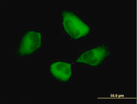 Anti-PDCD6IP antibody produced in mouse purified immunoglobulin, buffered aqueous solution