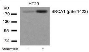 Anti-phospho-BRCA1 (pSer1423) antibody produced in rabbit affinity isolated antibody