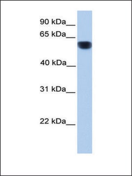 Anti-CYP1A1 (AB3) affinity isolated antibody
