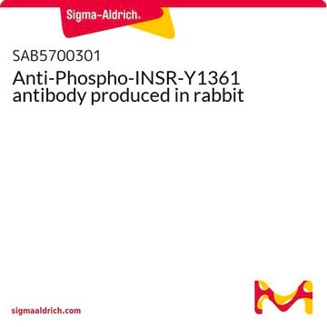Anti-Phospho-INSR-Y1361 antibody produced in rabbit