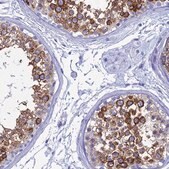 Anti-TEX101 antibody produced in rabbit Prestige Antibodies&#174; Powered by Atlas Antibodies, affinity isolated antibody, buffered aqueous glycerol solution