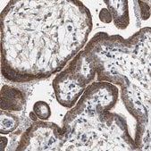 Anti-TPK1 antibody produced in rabbit Prestige Antibodies&#174; Powered by Atlas Antibodies, affinity isolated antibody, buffered aqueous glycerol solution, Ab1