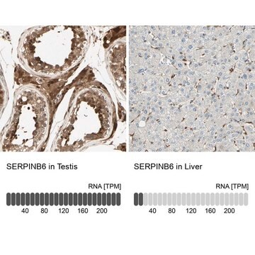 Anti-SERPINB6 antibody produced in rabbit Ab1, Prestige Antibodies&#174; Powered by Atlas Antibodies, affinity isolated antibody, buffered aqueous glycerol solution