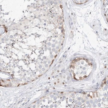 Anti-SNU13 antibody produced in rabbit Prestige Antibodies&#174; Powered by Atlas Antibodies, affinity isolated antibody, buffered aqueous glycerol solution