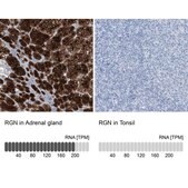 Anti-RGN antibody produced in rabbit Prestige Antibodies&#174; Powered by Atlas Antibodies, affinity isolated antibody, buffered aqueous glycerol solution, ab1