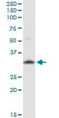 ANTI-HEYL antibody produced in mouse clone 3D3, purified immunoglobulin, buffered aqueous solution