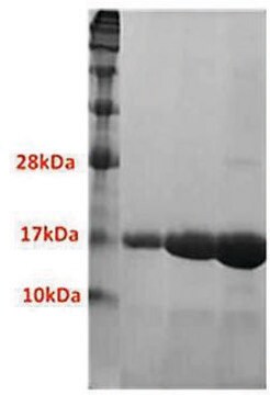 BrdT (257-382) human recombinant, expressed in E. coli, &#8805;98% (SDS-PAGE)