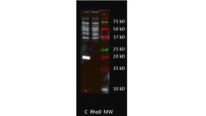 Anti-MT-ATP6 Antibody, clone 1G7-1G2 clone 1G7-1G2, from mouse