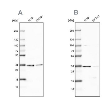 Anti-DNAJC9 antibody produced in rabbit Prestige Antibodies&#174; Powered by Atlas Antibodies, affinity isolated antibody, buffered aqueous glycerol solution