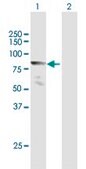 Anti-MLLT1 antibody produced in mouse purified immunoglobulin, buffered aqueous solution