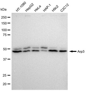 KD-Validated Anti Arp3 Antibody, clone 23GB615, Rabbit Monoclonal clone 23GB615, recombinant rabbit monoclonal, expressed in HEK293 cells