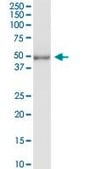 Anti-TUBD1 antibody produced in rabbit purified immunoglobulin, buffered aqueous solution