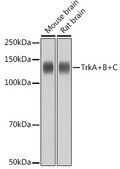Anti-TrkA+B+C Antibody, clone 8A7M10, Rabbit Monoclonal