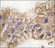 Anti-Mouse Tlr2 (C-term) antibody produced in rabbit IgG fraction of antiserum, buffered aqueous solution