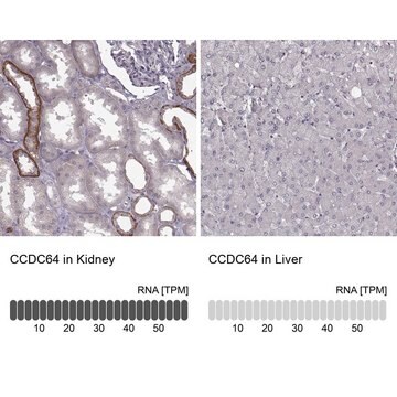 Anti-BICDL1 antibody produced in rabbit Prestige Antibodies&#174; Powered by Atlas Antibodies, affinity isolated antibody