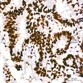 Anti-hnRNP U Antibody, clone 3R3F1, Rabbit Monoclonal