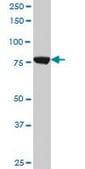 Monoclonal Anti-CPSF3, (C-terminal) antibody produced in mouse clone 1H8, purified immunoglobulin, buffered aqueous solution