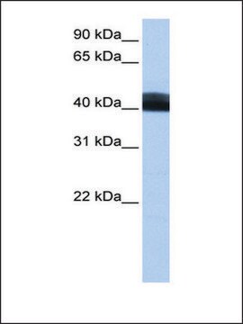 Anti-LRRC17 antibody produced in rabbit affinity isolated antibody
