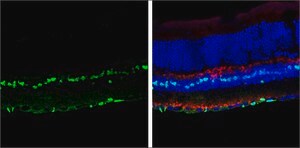Anti-SOX2 antibody produced in rabbit
