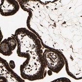 Anti-RRBP1 antibody produced in rabbit Prestige Antibodies&#174; Powered by Atlas Antibodies, affinity isolated antibody, buffered aqueous glycerol solution