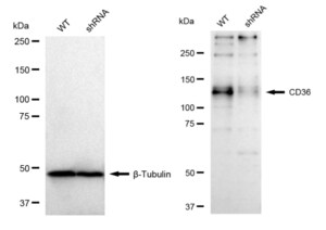 KD-Validated Anti CD36 Antibody, clone 23GB3370, Rabbit Monoclonal clone 23GB3370, recombinant rabbit monoclonal, expressed in HEK293 cells