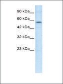 Anti-ETS1 antibody produced in rabbit IgG fraction of antiserum