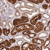 Anti-TUFT1 antibody produced in rabbit Prestige Antibodies&#174; Powered by Atlas Antibodies, affinity isolated antibody, buffered aqueous glycerol solution