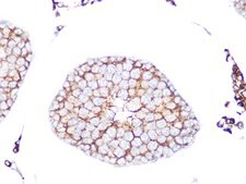 Anti-RAB9A Antibody, clone 7O1G4, Rabbit Monoclonal