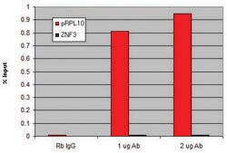 Imprint®ChIP-Validated Anti-Acetyl-Histone H3 (Ac-Lys27) (H3K27ac) antibody produced in rabbit affinity isolated antibody