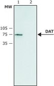 抗-多巴胺转运蛋白（N端） 兔抗 ~1.0&#160;mg/mL, affinity isolated antibody, buffered aqueous solution