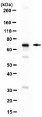 Anti-Mediator complex subunit 25 from rabbit, purified by affinity chromatography