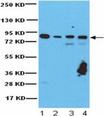 Anti-Rsk1 Antibody from rabbit, purified by affinity chromatography