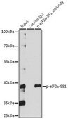 Anti-Phospho-eIF2α-S51 antibody produced in rabbit