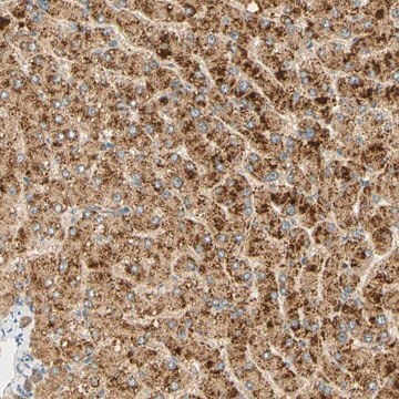 Anti-FAM189A1 antibody produced in rabbit Prestige Antibodies&#174; Powered by Atlas Antibodies, affinity isolated antibody, buffered aqueous glycerol solution