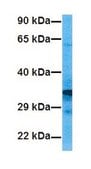 Anti-ANXA2 antibody produced in rabbit IgG fraction of antiserum