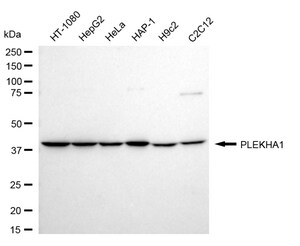 Anti PLEKHA1 Antibody, clone 24GB1360, Rabbit Monoclonal clone 24GB1360, recombinant rabbit monoclonal, expressed in HEK293 cells