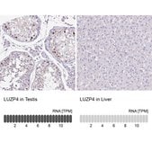 Anti-LUZP4 antibody produced in rabbit Prestige Antibodies® Powered by Atlas Antibodies, affinity isolated antibody, buffered aqueous glycerol solution