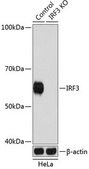 Anti- IRF3 antibody produced in rabbit