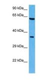 Anti-SHC1 antibody produced in rabbit affinity isolated antibody