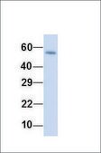 Anti-SCP2 antibody produced in rabbit affinity isolated antibody