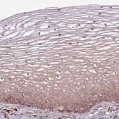 Anti-FAT4 antibody produced in rabbit Prestige Antibodies&#174; Powered by Atlas Antibodies, affinity isolated antibody, buffered aqueous glycerol solution