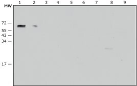 Anti-Proteus vulgaris antibody, Mouse monoclonal clone P.vul-129, purified from hybridoma cell culture