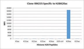 Anti-Acetyl-Histone H2B (Lys20) antibody, Rabbit monoclonal recombinant, expressed in HEK 293 cells, clone RM235, purified immunoglobulin